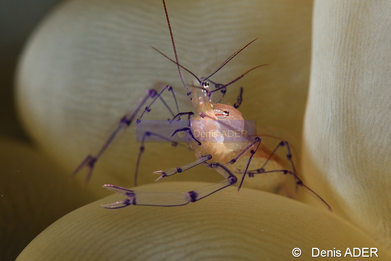 Vir philippinensis Plerogyra sinuosa-Tomia Marimabuk-9m-20180526-Denis-ADER-DSC_0871_tn.jpg